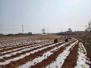 박효식님의 배추 · 파종•정식 작성글 사진