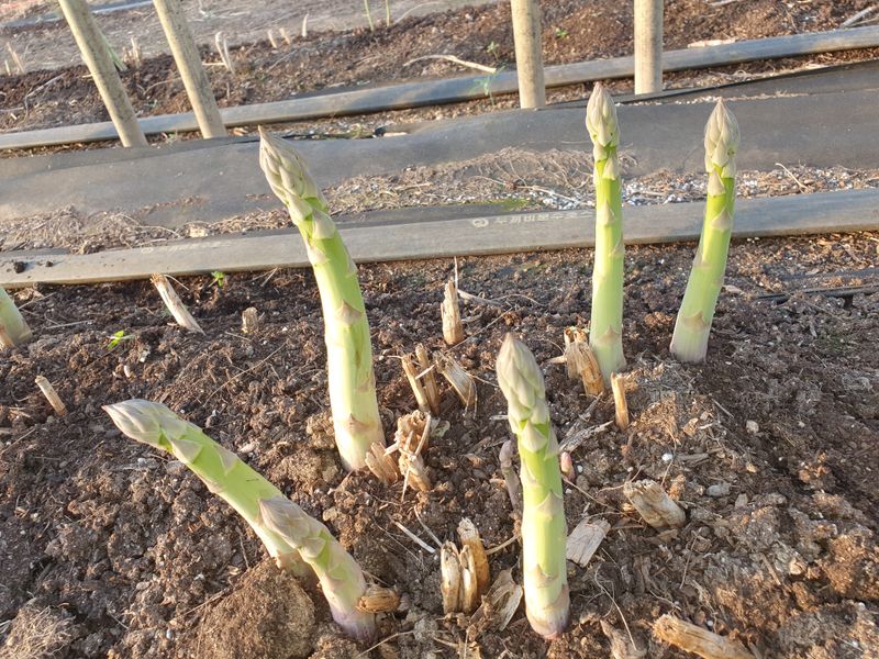 이재호님의 장터 판매 상품 [아스파리거스] 첨부 사진