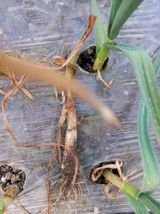 팜모닝 마늘·병해충상담 게시글 이미지