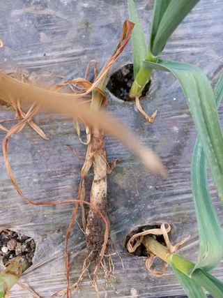 정도석 님의 마늘 · 병해충상담 작성글 사진