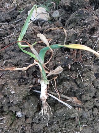 정도석 님의 마늘 · 병해충상담 작성글 사진