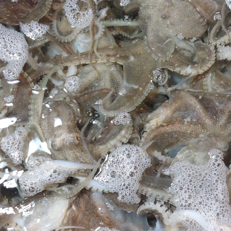 목포제주수산님의 장터 판매 상품 [ 요즘은 쭈꾸이 철이라 알도들고 맛도 좋습니다 ] 첨부 사진