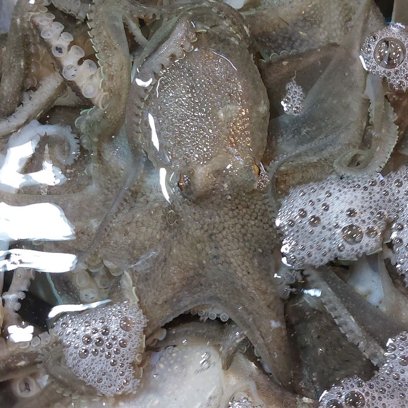 목포제주수산님의 장터 판매 상품 [ 요즘은 쭈꾸이 철이라 알도들고 맛도 좋습니다 ] 첨부 사진