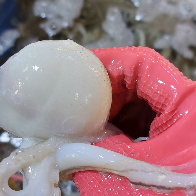 목포제주수산님의 장터 판매 상품 [ 요즘은 쭈꾸이 철이라 알도들고 맛도 좋습니다 ] 첨부 사진