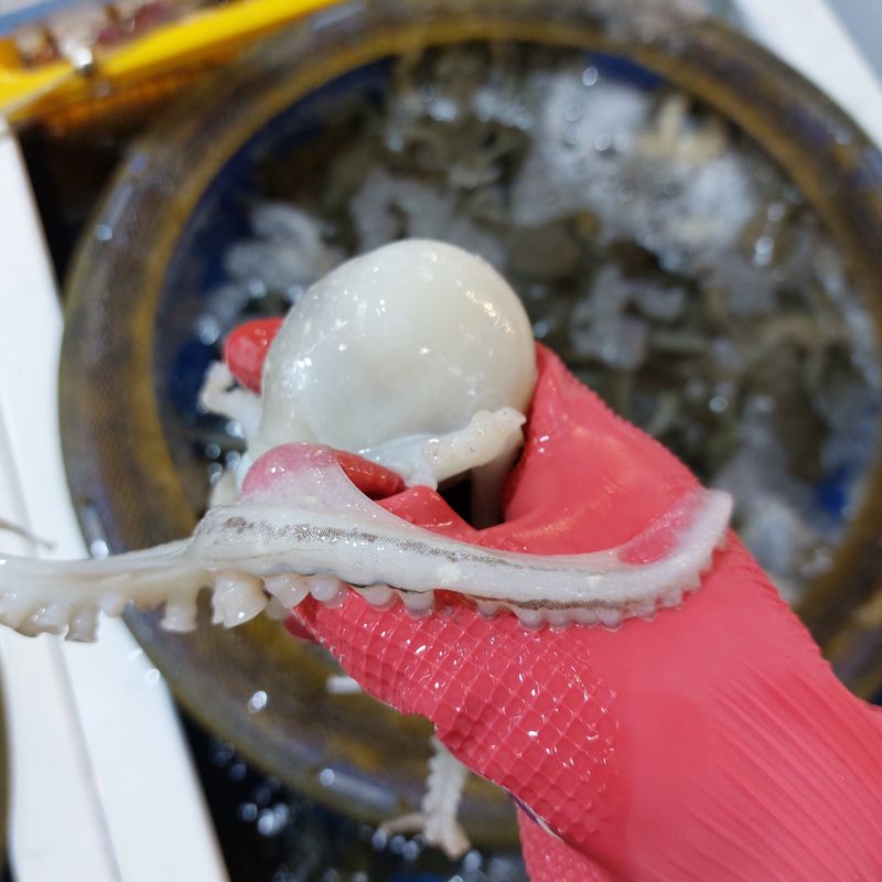 장터 상품 [ 요즘은 쭈꾸이 철이라 알도들고 맛도 좋습니다 ] 썸네일