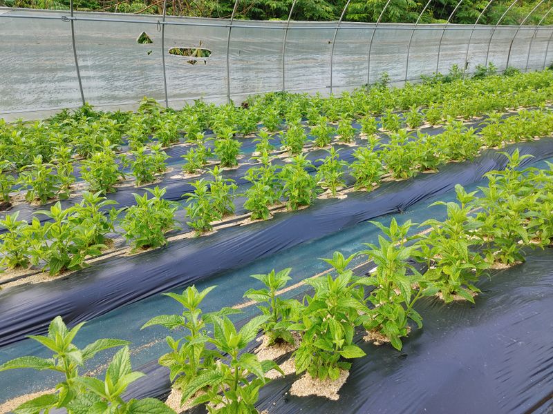 약초를사랑한짱아줌마님의 장터 판매 상품 [청정봉화 초석잠장아찌 400g] 첨부 사진