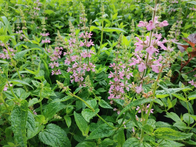 약초를사랑한짱아줌마님의 장터 판매 상품 [청정봉화 초석잠장아찌 400g] 첨부 사진