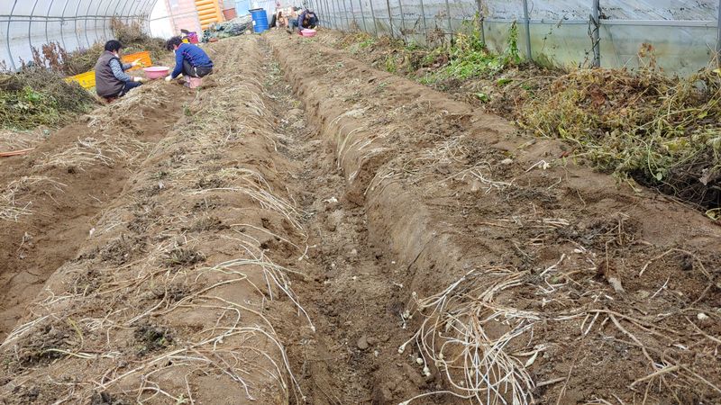 약초를사랑한짱아줌마님의 장터 판매 상품 [청정봉화 초석잠장아찌 400g] 첨부 사진