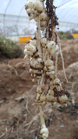 약초를사랑한짱아줌마님의 작성글 사진