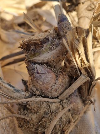 이호성님의 두릅 · 품종•종자 작성글 사진