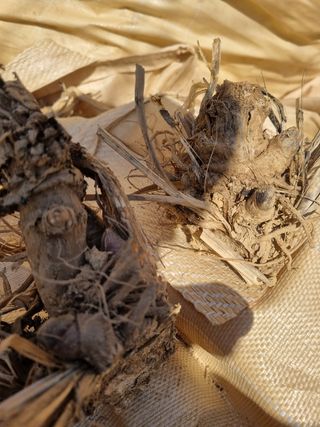 이호성님의 두릅 · 품종•종자 작성글 사진