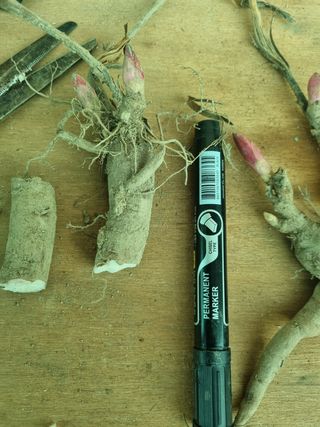 이호성님의 두릅 · 품종•종자 작성글 사진