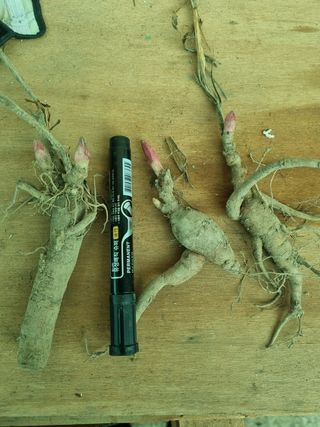 이호성님의 두릅 · 품종•종자 작성글 사진