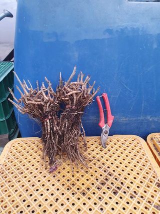 이호성님의 두릅 · 품종•종자 작성글 사진