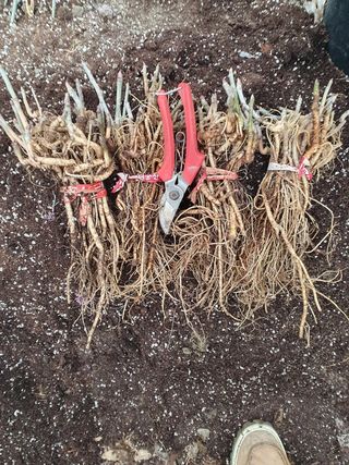 이호성님의 두릅 · 품종•종자 작성글 사진