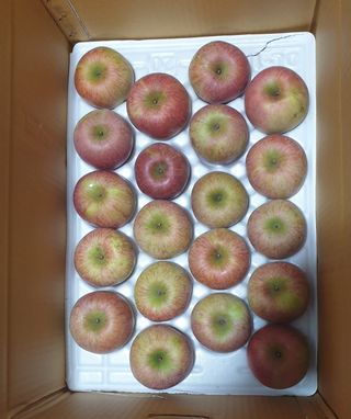 호랑이와인성이님의 사과 · 저장•가공 작성글 사진