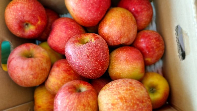 알 수 없음님의 장터 판매 상품 [사과의  명품🍎엔비사과   🍎 10키로내외] 첨부 사진
