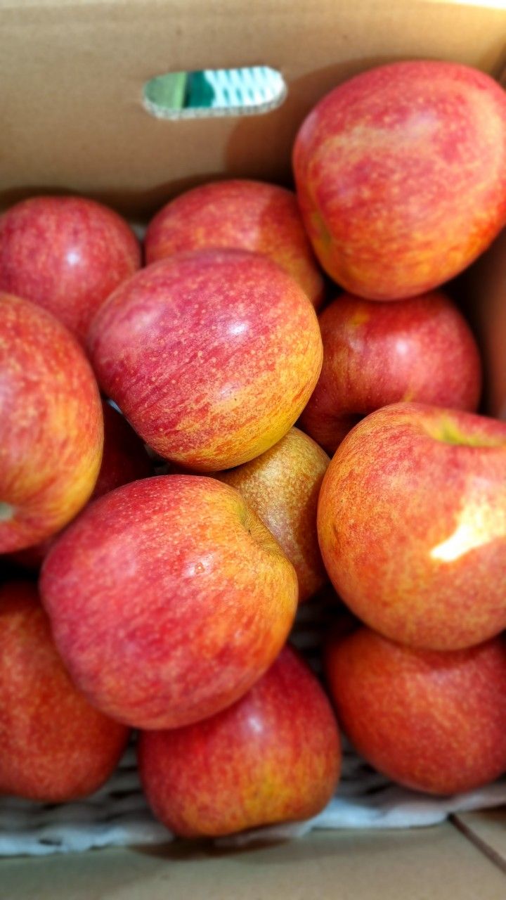 알 수 없음님의 장터 판매 상품 [사과의  명품🍎엔비사과   🍎 10키로내외] 첨부 사진