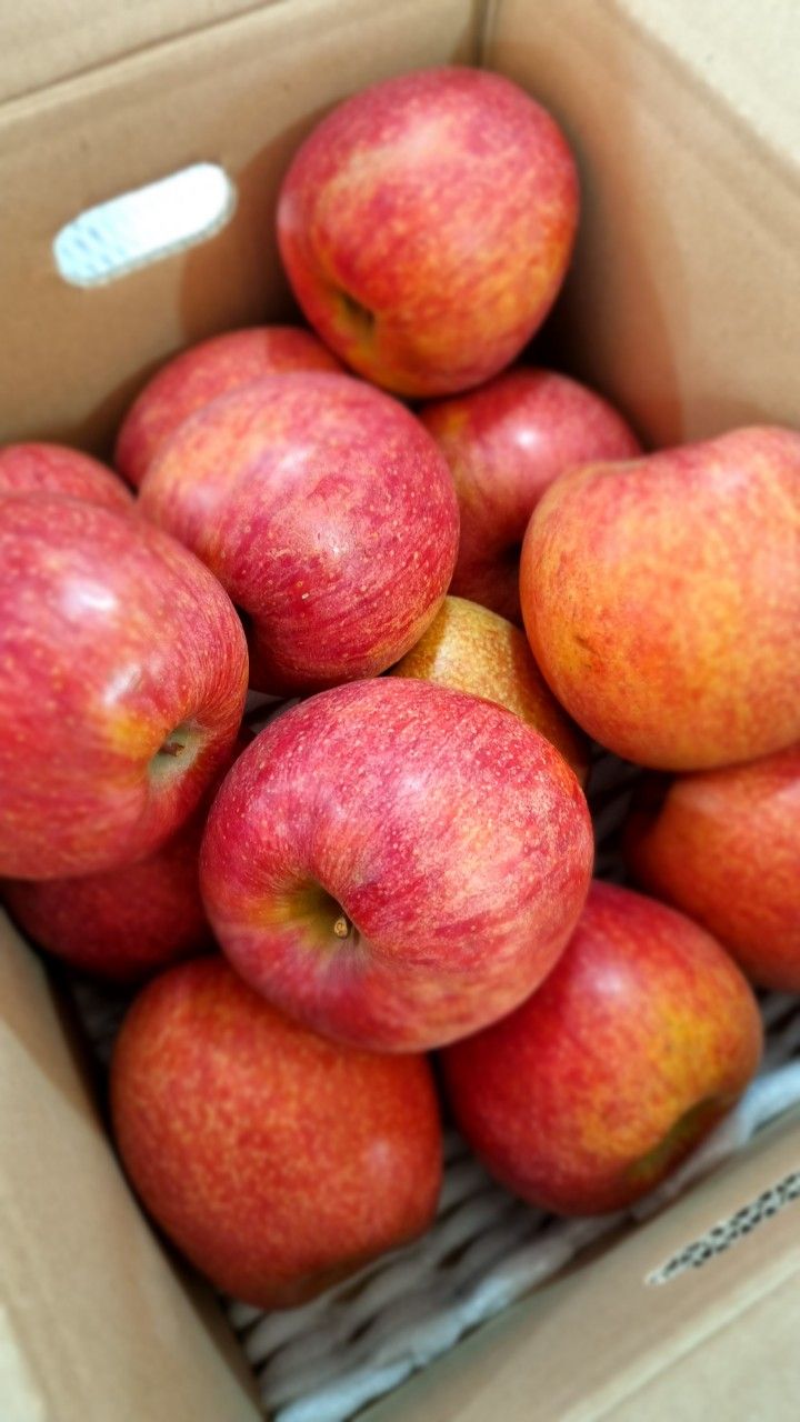 알 수 없음님의 장터 판매 상품 [사과의  명품🍎엔비사과   🍎 10키로내외] 첨부 사진