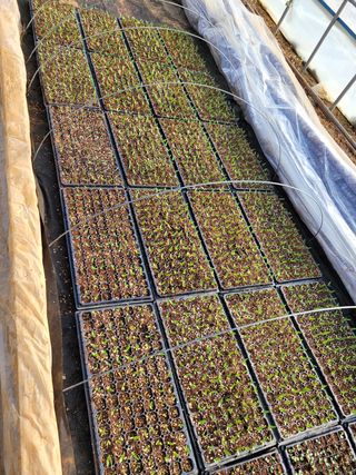 장미부인님의 기타작물 · 자유게시판 작성글 사진