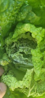 팜모닝 배추·병해충상담 게시글 이미지