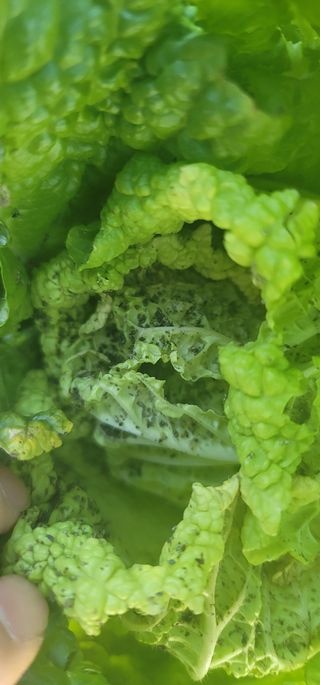 에코팜스원님의 배추 · 병해충상담 작성글 사진