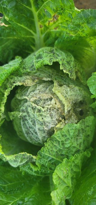 에코팜스원님의 배추 · 병해충상담 작성글 사진
