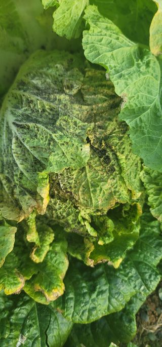 에코팜스원님의 배추 · 병해충상담 작성글 사진