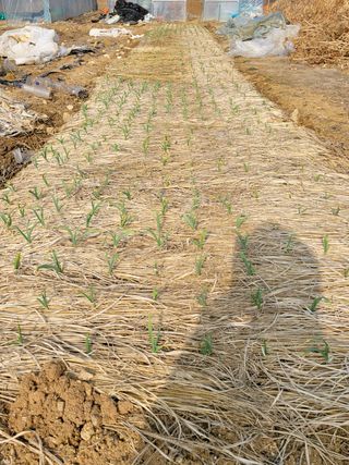 건달 농장(최승혁)님의 마늘 · 병해충상담 작성글 사진