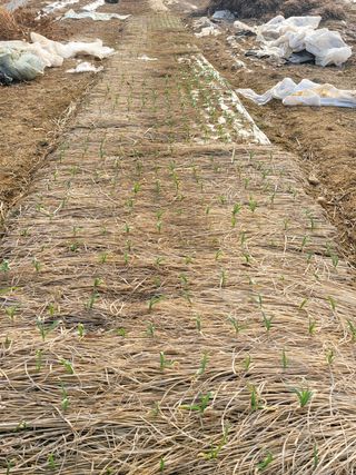 건달 농장(최승혁)님의 마늘 · 병해충상담 작성글 사진