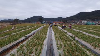 농부아내님의 마늘 · 일상 작성글 사진