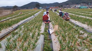 농부아내님의 마늘 · 일상 작성글 사진
