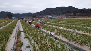 농부아내님의 마늘 · 일상 작성글 사진