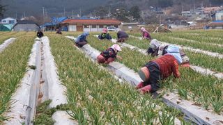 농부아내님의 마늘 · 일상 작성글 사진