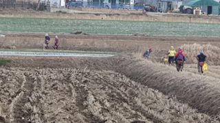 농부아내님의 마늘 · 일상 작성글 사진