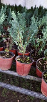 팜모닝 기타작물·병해충상담 게시글 이미지