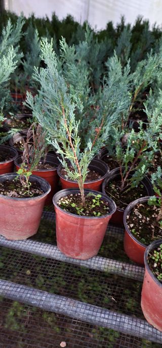 에코팜스원님의 기타작물 · 병해충상담 작성글 사진