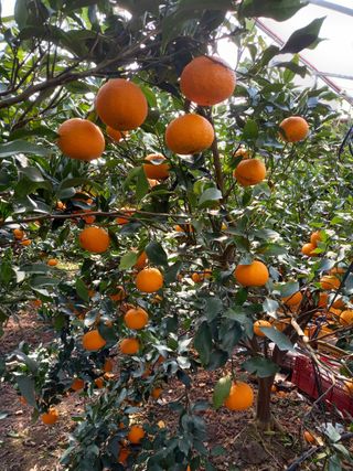 성민감귤농원님의 작성글 사진