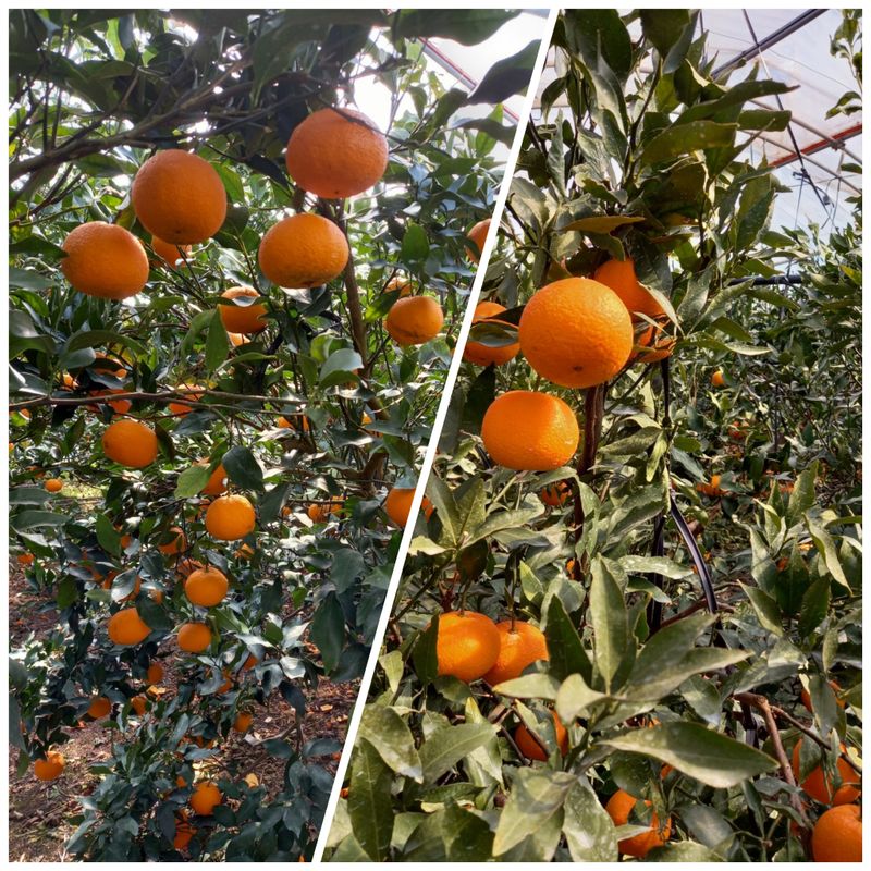 성민감귤농원님의 장터 판매 상품 [한라향5kg] 첨부 사진