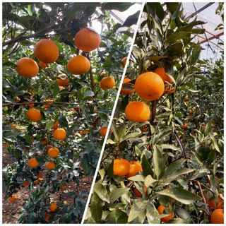 성민감귤농원님의 작성글 사진