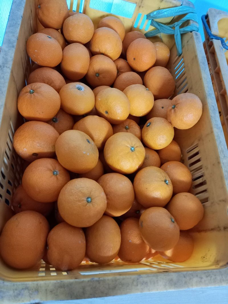 성민감귤농원님의 장터 판매 상품 [한라향5kg] 첨부 사진