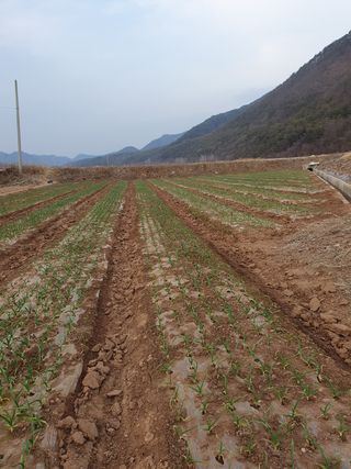 정석기님의 마늘 · 비료•농약 작성글 사진
