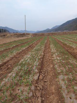 정석기님의 마늘 · 비료•농약 작성글 사진