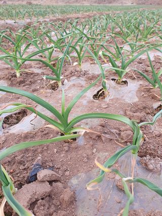 정석기님의 마늘 · 비료•농약 작성글 사진