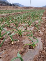 팜모닝 마늘·비료•농약 게시글 이미지