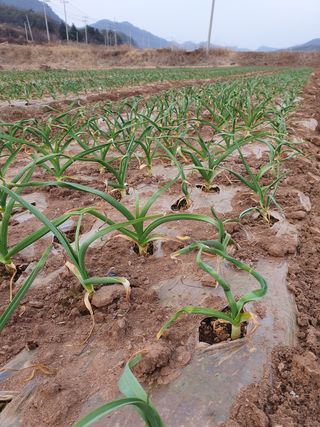 정석기님의 마늘 · 비료•농약 작성글 사진