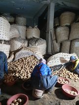 팜모닝 감자·자유게시판 게시글 이미지