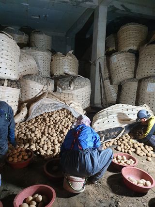 팜모닝회원 바이크농원님의 감자 · 자유게시판 작성글 사진