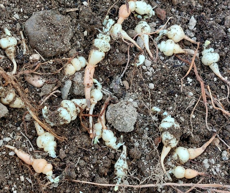 손윤영/수채화농원님의 장터 판매 상품 [초석잠 1kg(판매완료)] 첨부 사진