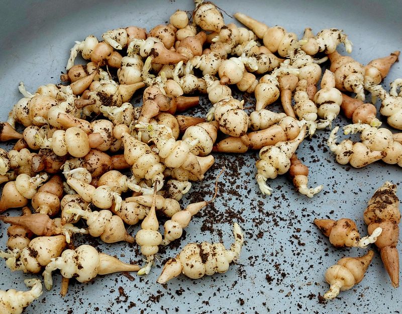 장터 상품 [초석잠 1kg(판매완료)] 썸네일